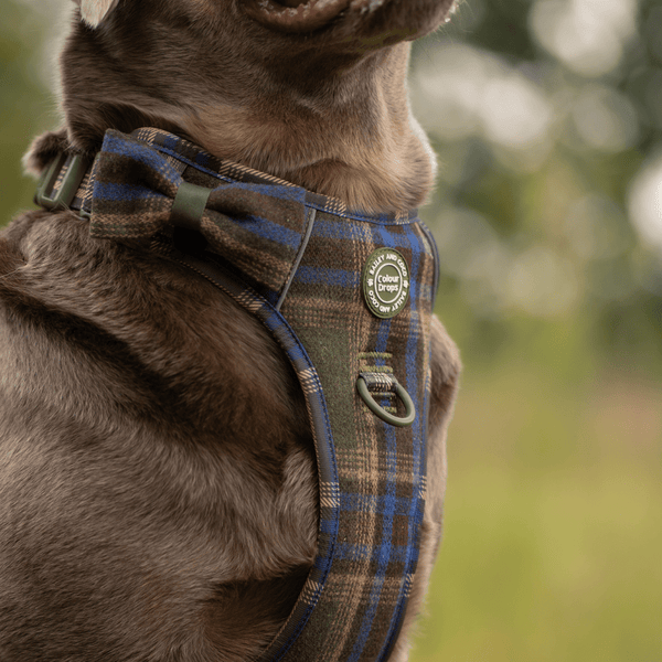 Mayfair Tweed - Colour Drops - Adjustable Dog Harness, Lead, Collar & Mini Black Dog Walking Bag Bundle - Bailey and Coco (UK)