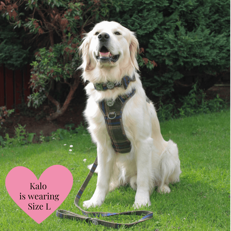 Mayfair Tweed - Colour Drops - Adjustable Dog Harness, Lead, Collar & Mini Black Dog Walking Bag Bundle - Bailey and Coco (UK)