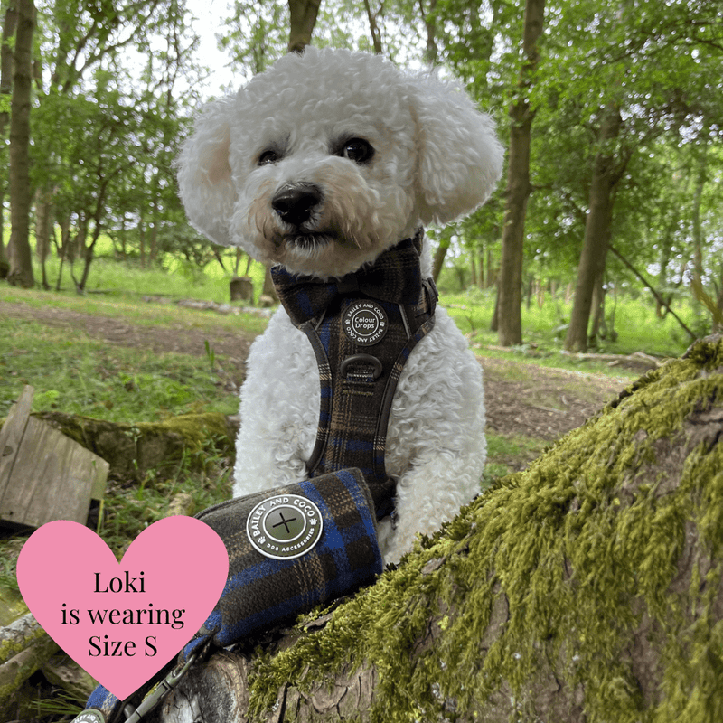 Mayfair Tweed - Colour Drops - Adjustable Dog Harness, Lead, Collar & Mini Black Dog Walking Bag Bundle - Bailey and Coco (UK)