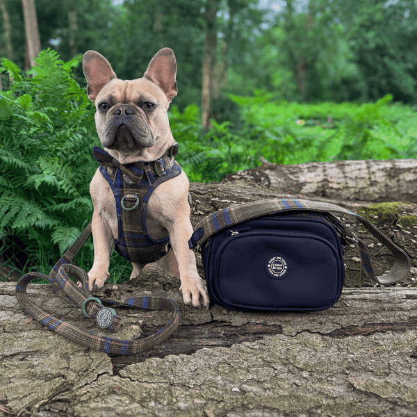 Mayfair Tweed - Colour Drops - Adjustable Dog Harness, Lead, Collar & Mini Black Dog Walking Bag Bundle - Bailey and Coco (UK)