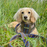 Mayfair Tweed - Colour Drops - Lightweight & Adjustable Dog Harness, Lead, Collar & Dog Walking Bag Bundle Latte - Bailey and Coco (UK)