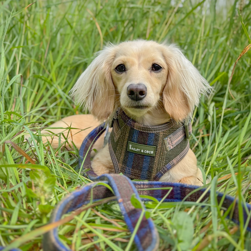 Mayfair Tweed - Colour Drops - Lightweight & Adjustable Dog Harness, Lead, Collar & Dog Walking Bag Bundle Latte - Bailey and Coco (UK)