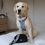 Mini Magnetic Snap Dog Walking Bag with Loves me, Loves me not Strap - Bailey and Coco (UK)