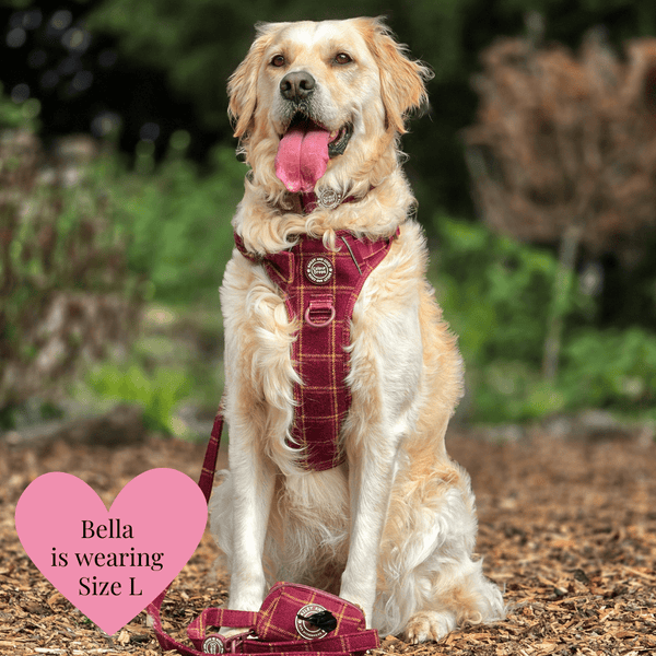 Mulberry Plaid Trail & Glow Dog Harness, Lead & Collar Bundle - alternate view