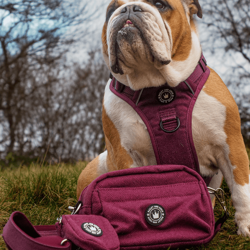Mulberry Tweed Adjustable Dog Harness, Lead, Collar & Tweed Dog Walking Bag Bundle - Bailey and Coco (UK)