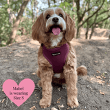 Mulberry Tweed - Colour Drops - Lightweight & Adjustable Dog Harness, Lead, Collar & Dog Walking Bag Bundle - Bailey and Coco (UK)