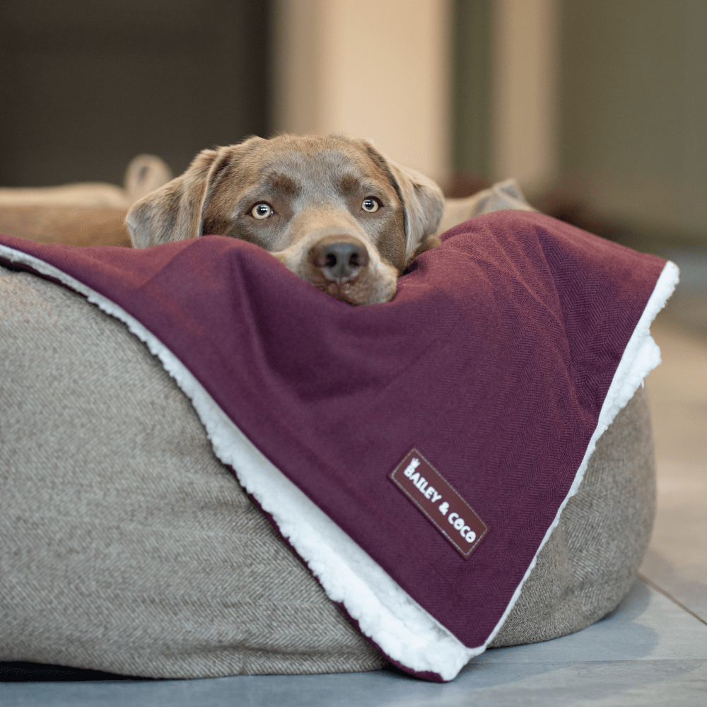 Mulberry Tweed Dog Blanket - Bailey and Coco (UK)