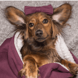 Mulberry Tweed Dog Blanket - Bailey and Coco (UK)
