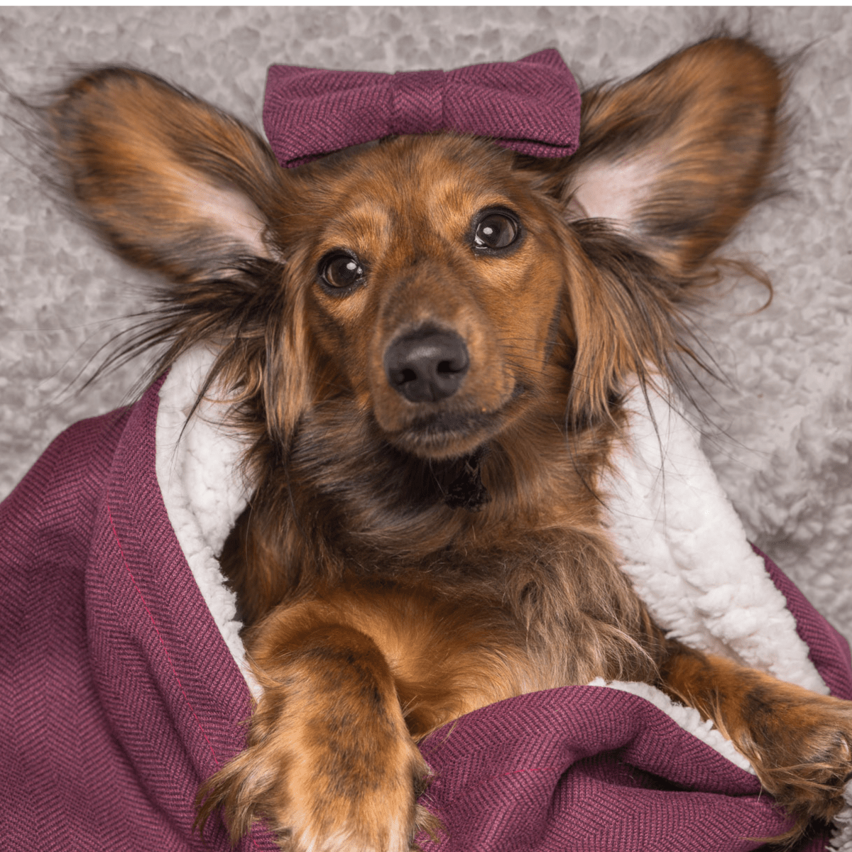 Mulberry Tweed Dog Blanket - Bailey and Coco (UK)