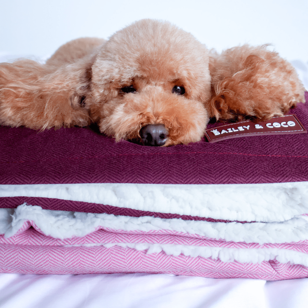 Mulberry Tweed Dog Blanket - Bailey and Coco (UK)