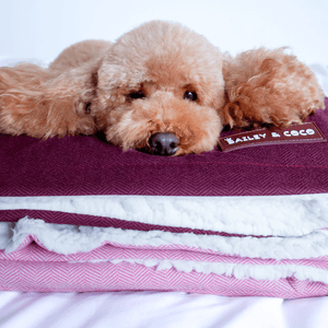 Mulberry Tweed Dog Blanket - Bailey and Coco (UK)