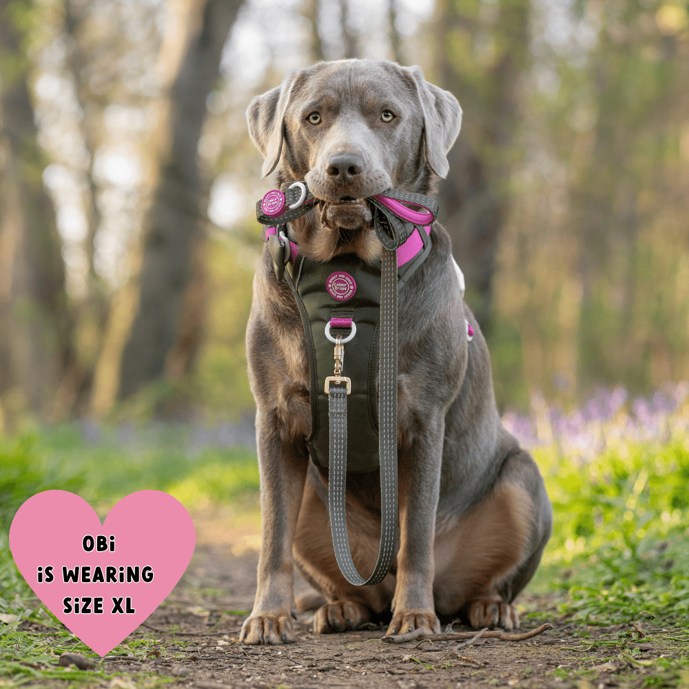 Olive it Hot Adjustable Dog Harness, Lead, Collar & Dog Walking Bag Bundle - Bailey and Coco (UK)
