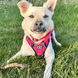 Pink Dog Collar - Trail & Glow® Collar: The Hot Pink One - Bailey and Coco (UK)
