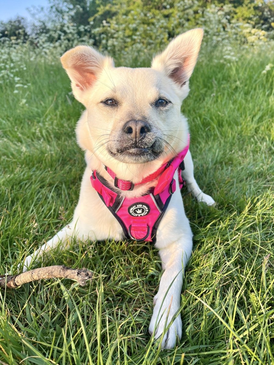 Pink Dog Collar - Trail & Glow® Collar: The Hot Pink One - Bailey and Coco (UK)