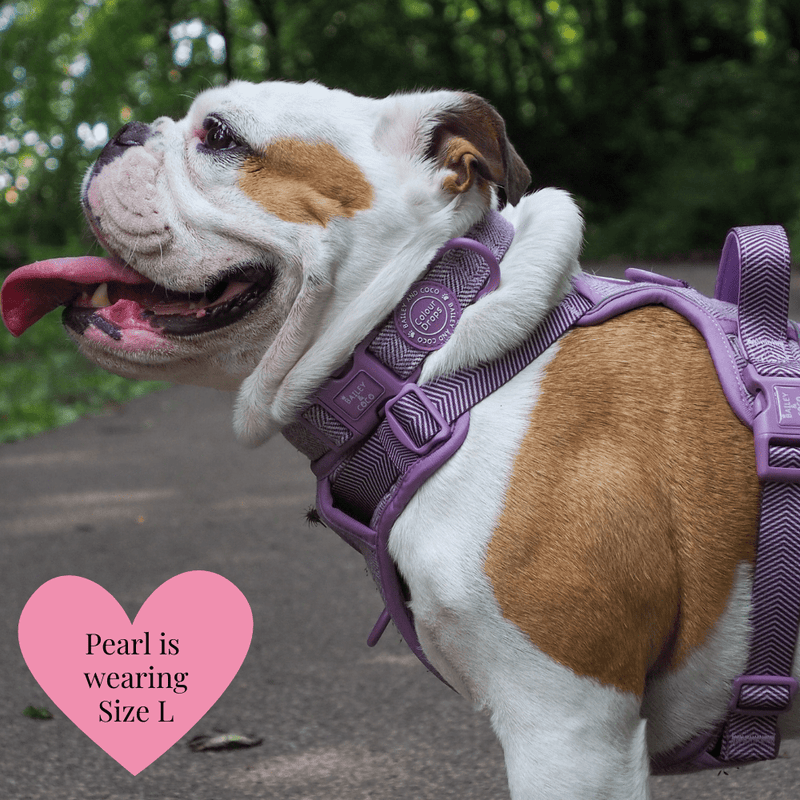 Plum Tweed Adjustable Dog Harness, Lead, Collar & Dog Walking Bag Bundle - Bailey and Coco (UK)