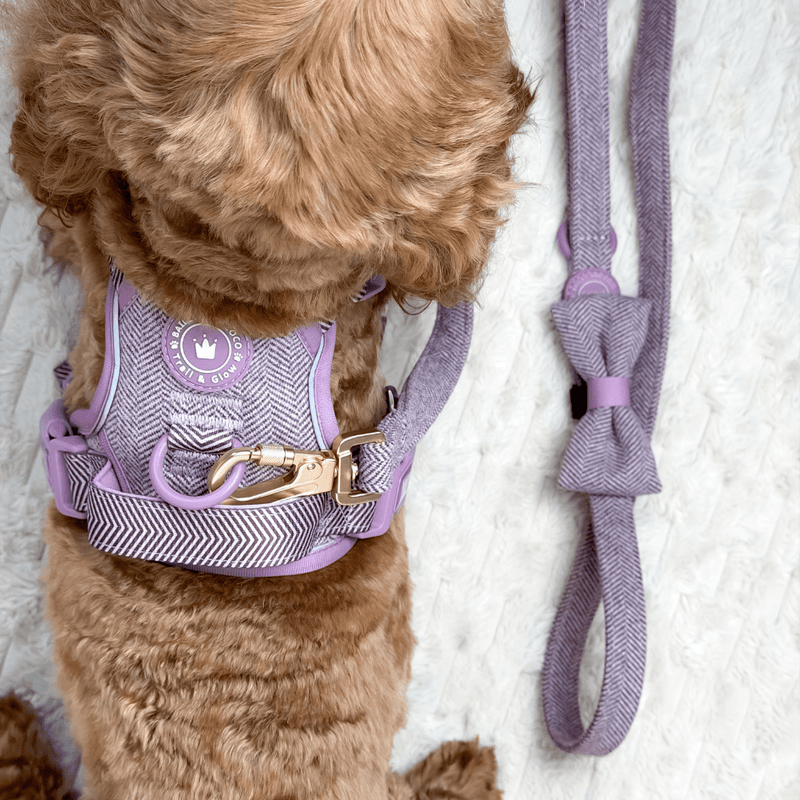Plum Tweed Adjustable Dog Harness, Lead, Collar & Dog Walking Bag Bundle - Bailey and Coco (UK)