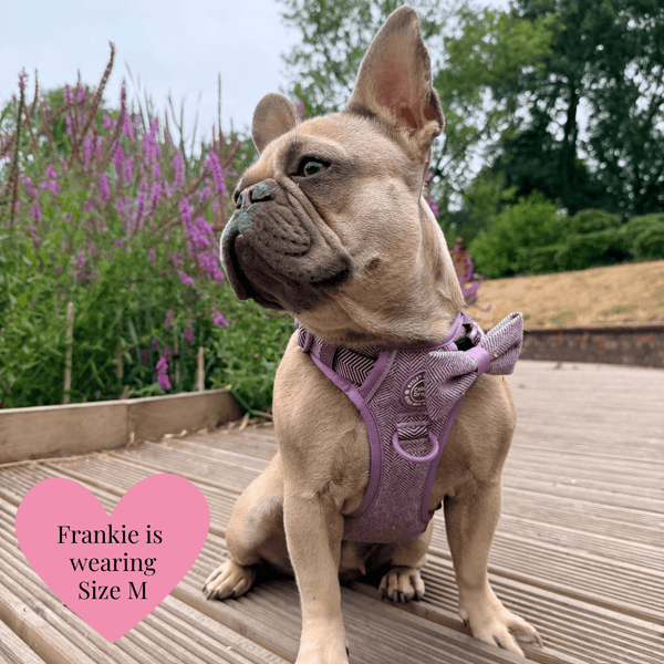 Plum Tweed Adjustable Dog Harness, Lead, Collar & Dog Walking Bag Bundle - alternate view