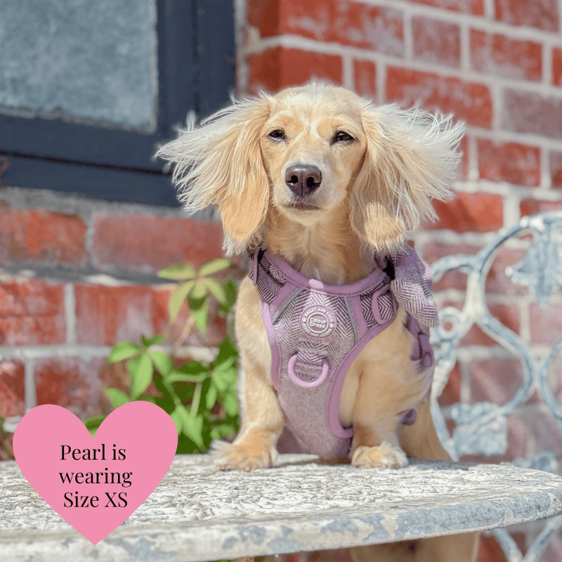 Plum Tweed Adjustable Dog Harness, Lead, Collar & Dog Walking Bag Bundle - Bailey and Coco (UK)