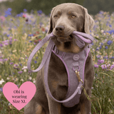 Plum Tweed Adjustable Dog Harness, Lead, Collar & Dog Walking Bag Bundle - Bailey and Coco (UK)
