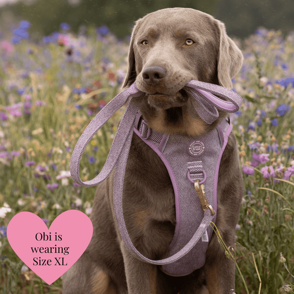 Trail & Glow - Dog Harness Bundle Set - Colour Drops - Plum Tweed - alternate view