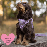 Plum Tweed Adjustable Dog Harness, Lead, Collar & Dog Walking Bag Bundle - Bailey and Coco (UK)