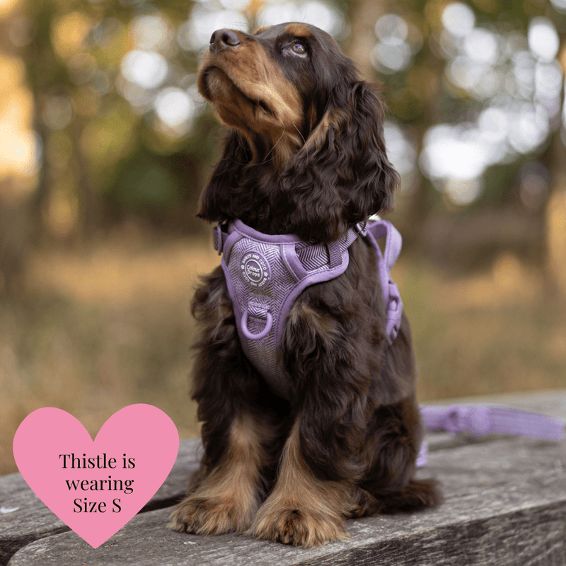 Plum Tweed Adjustable Dog Harness, Lead, Collar & Dog Walking Bag Bundle - Bailey and Coco (UK)