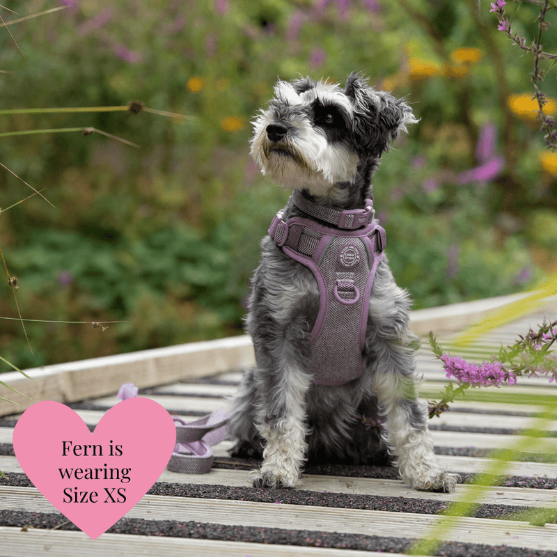 Plum Tweed Adjustable Dog Harness, Lead, Collar & Dog Walking Bag Bundle - Bailey and Coco (UK)