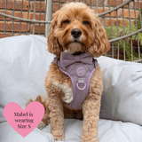 Plum Tweed Adjustable Dog Harness, Lead, Collar & Dog Walking Bag Bundle - Bailey and Coco (UK)