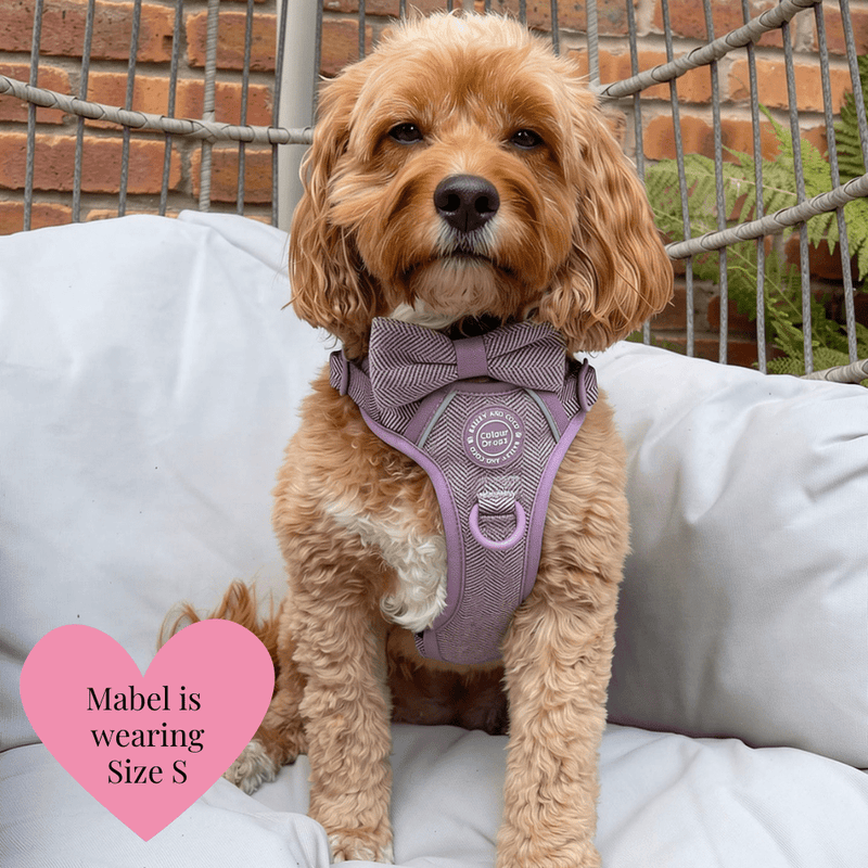 Plum Tweed Adjustable Dog Harness, Lead, Collar & Dog Walking Bag Bundle - Bailey and Coco (UK)