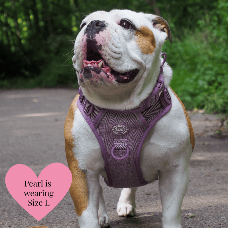 Plum Tweed Adjustable Dog Harness, Lead, Collar & Dog Walking Bag Bundle - Bailey and Coco (UK)