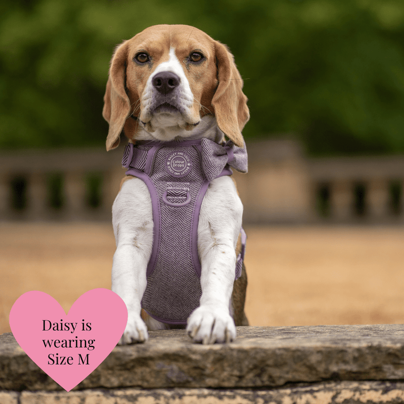 Plum Tweed Adjustable Dog Harness, Lead, Collar & Dog Walking Bag Bundle - Bailey and Coco (UK)