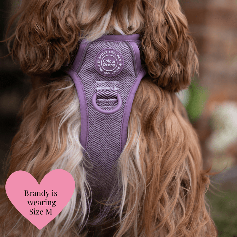 Plum Tweed Trail & Glow Dog Harness, Lead & Collar Bundle - Bailey and Coco (UK)