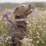 Plum Tweed Trail & Glow Dog Harness, Lead & Collar Bundle - Bailey and Coco (UK)