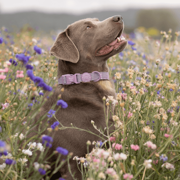 Adjustable Collar - Colour Drops - Plum Tweed - alternate view