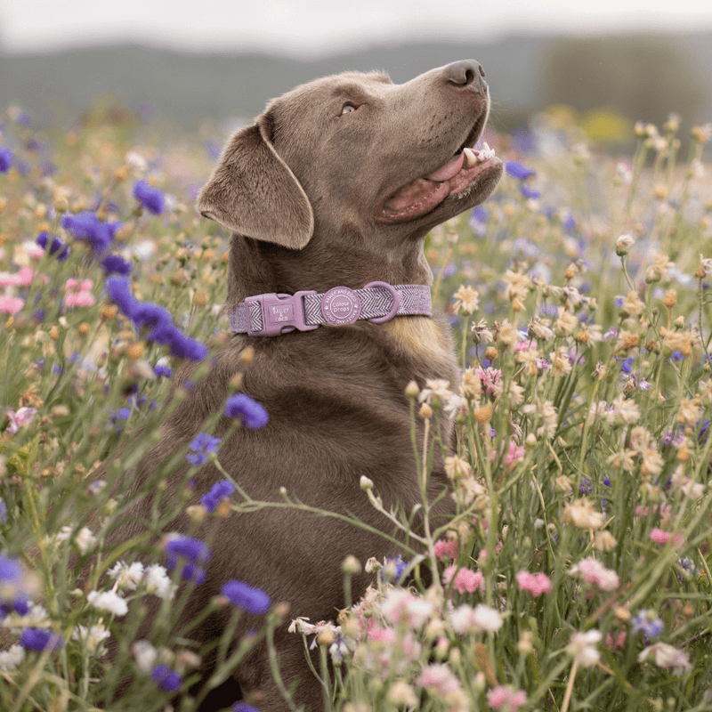 Plum Tweed Trail & Glow Dog Harness, Lead & Collar Bundle - Bailey and Coco (UK)