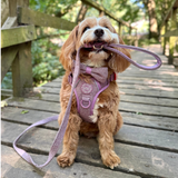 Plum Tweed Trail & Glow Dog Harness, Lead & Collar Bundle - Bailey and Coco (UK)