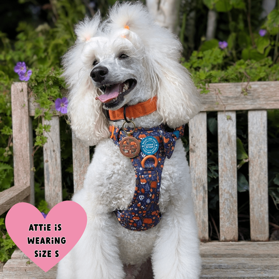 Poodle wearing Bailey & Coco Colour Drops Bewitched dog harness and matching bow tie bundle in size small while sitting on a wooden bench in a UK garden