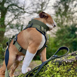 Premium Power Trails® Heavy - Duty Dog Lead 2M - All Khaki - Bailey and Coco (UK)