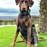 Premium Power Trails® Heavy - Duty Dog Lead 2M - All Khaki - Bailey and Coco (UK)