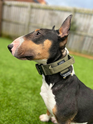 Premium Power Trails® Heavy - Duty Utility Dog Collar - All Khaki - Bailey and Coco (UK)