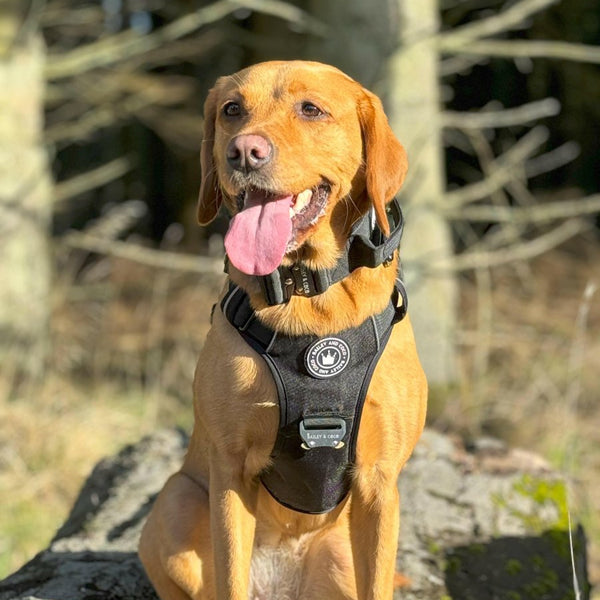 Premium Power Trails® Heavy-Duty Utility Dog Harness - All Black - alternate view