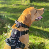Premium Power Trails® Heavy - Duty Utility Dog Harness - All Black - Bailey and Coco (UK)