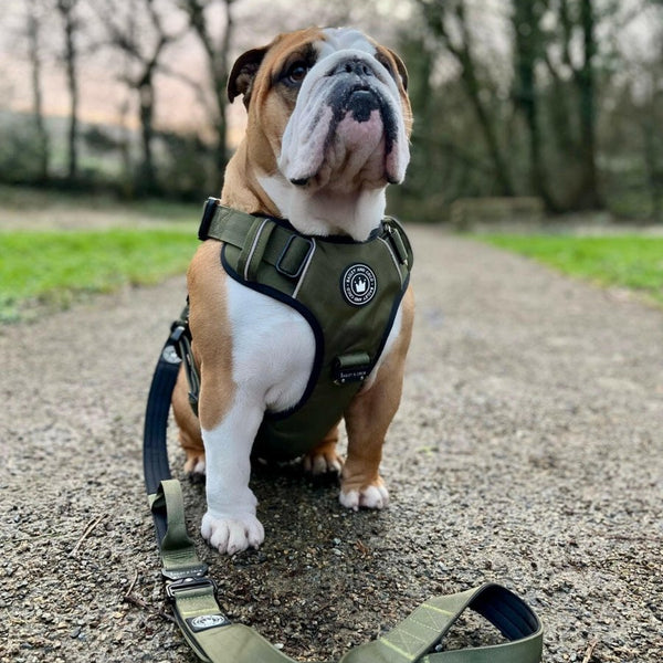 Premium Power Trails® Heavy-Duty Utility Dog Harness - All Khaki - alternate view