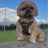 Mayfair Tweed - Colour Drops - Lightweight & Adjustable Dog Harness, Lead, Collar & Dog Walking Bag Bundle.