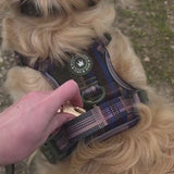 Trail & Glow - Dog Harness Bundle Set - Colour Drops - Mayfair Tweed