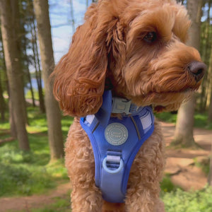 Trail & Glow Dog Harness - COLOUR DROPS® - Head in the Clouds
