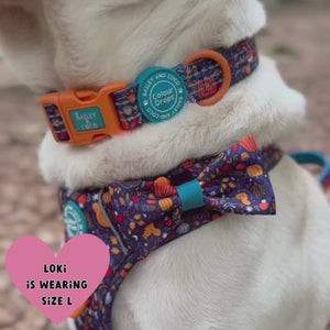 Trail & Glow® Adjustable Collar - COLOUR DROPS® - Bewitched