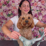 Sage Tweed - Colour Drops - Adjustable Dog Harness, Lead, Collar & Mini Black Dog Walking Bag Bundle