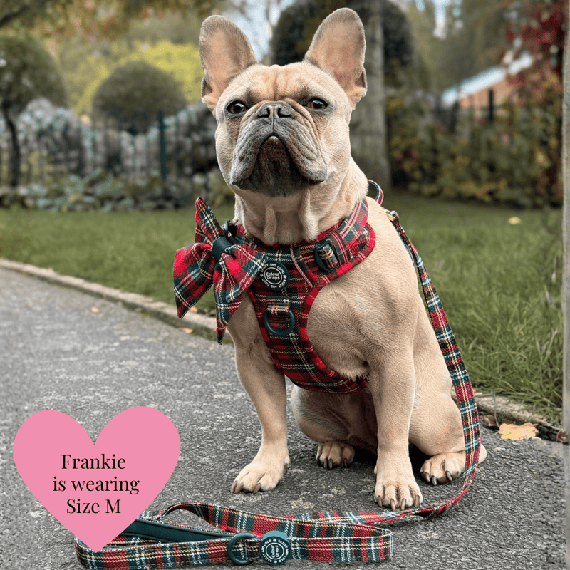 Red Highland Tartan Adjustable Dog Harness, Lead, Collar & Dog Walking Bag Bundle - Bailey and Coco (UK)