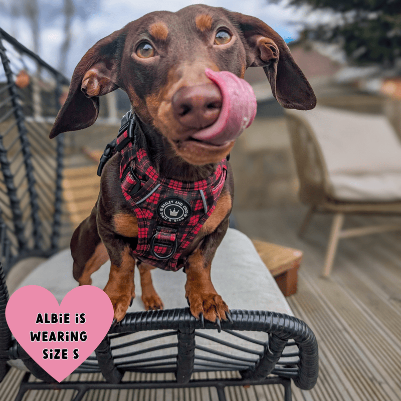 Red Tartan Adjustable Dog Harness, Lead, Collar & Dog Walking Bag Bundle - Bailey and Coco (UK)
